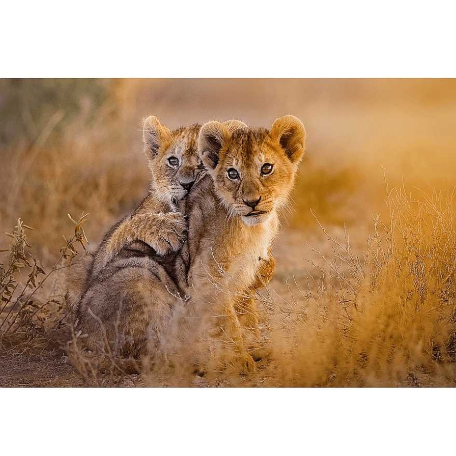 L Mparas GDeco | Fotograf A En Cristal Cachorros 120X80