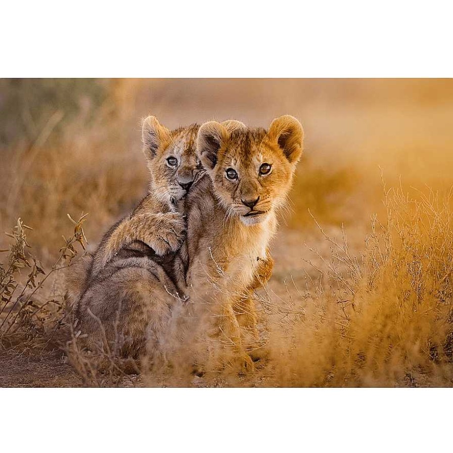 L Mparas GDeco | Fotograf A En Cristal Cachorros 90X60